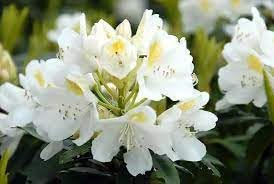 Catawbiense Flower seeds for Planting Bright Blooms Heirloom & GMO Free Seeds for Home Garden
Sale for planting in home garden