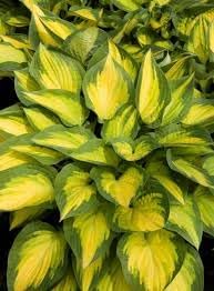 Hosta Lily Flower seeds for Planting - Cottage Garden Essential, Heirloom & GMO Free Seeds for Home Garden
Sale seeds for home garden