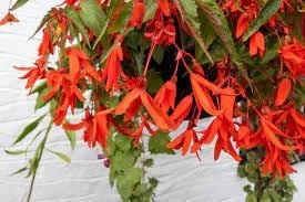 Boliviensis Flower seeds for Planting - Vibrant Colors, Heirloom & GMO Free Seeds for Home Garden
Sale seeds for home garden
