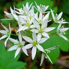 Ursinum Flower seeds for Planting - Fragrant Blossoms, Heirloom & GMO Free Seeds for Home Garden
Sale seeds for home garden