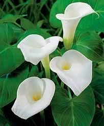 White Calla Lily Flower seeds for Planting - Colorful Display, Heirloom & GMO Free Seeds for Home Garden
Sale seeds for home garden