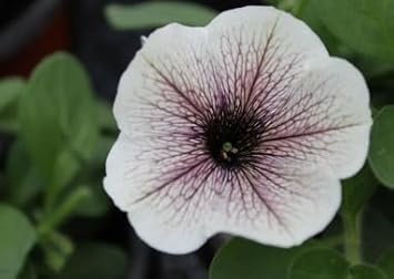 White Black Petunia Planting - Seed For Beautiful Outdoor Spaces Flower Seeds