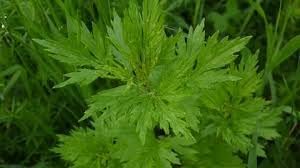 Blumea Flower seeds for Planting - Seasonal Bloomer, Heirloom & GMO Free Seeds for Home Garden
Sale seeds for home garden