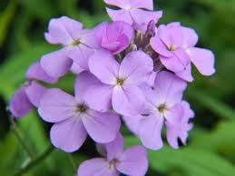 Hesperis Flower seeds for Planting - Colorful Display, Heirloom & GMO Free Seeds for Home Garden
Sale seeds for home garden