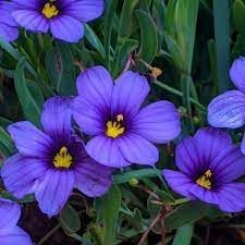 Sisyrinchium Bellum Flower seeds for Planting Shade Tolerant Heirloom & GMO Free Seeds for Home Garden
Sale for planting in home garden