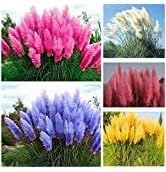 Pampas Flower seeds for Planting - Pollinator Friendly, Heirloom & GMO Free Seeds for Home Garden
Sale seeds for home garden
