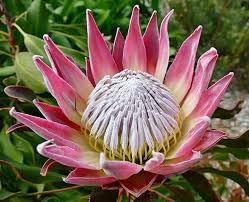 Protea Flower seeds for Planting - Perfect for Borders, Heirloom & GMO Free Seeds for Home Garden
Sale seeds for home garden