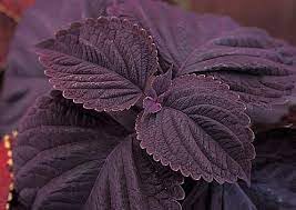 Heirloom Coleus Flower seeds for Planting Easy to Grow Heirloom & GMO Free Seeds for Home Garden