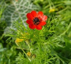 Fern Flower seeds for Planting - Cottage Garden Essential, Heirloom & GMO Free Seeds for Home Garden
Sale seeds for home garden