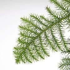 Araucaria Tree Seeds For Unique Planting Plant Seeds