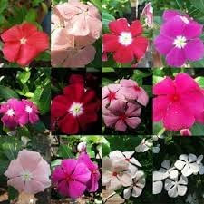 Vinca Periwinkle Flower seeds for Planting - Hardy Variety, Heirloom & GMO Free Seeds for Home Garden
Sale seeds for home garden