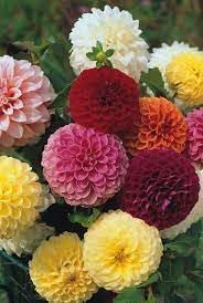 Mix Dahlia Pompon Flower seeds for Planting - Wildflower Mix, Heirloom & GMO Free Seeds for Home Garden
Sale seeds for home garden