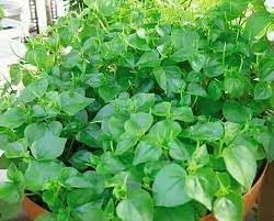 Pellucida Flower seeds for Planting - Perfect for Borders, Heirloom & GMO Free Seeds for Home Garden
Sale seeds for home garden