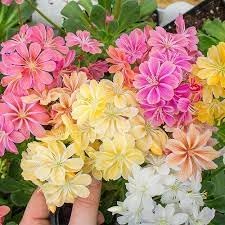 Lewisia Flower seeds for Planting Long Bloom Season Heirloom & GMO Free Seeds for Home Garden
Sale for planting in home garden