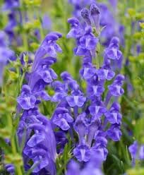 Heirloom Scutellaria Flower seeds for Planting Drought Tolerant Heirloom & GMO Free Seeds for Home Garden
Sale for planting in home garden