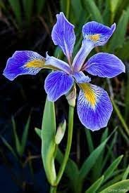 Blue Iris Flower seeds for Planting - Garden Favorite, Heirloom & GMO Free Seeds for Home Garden
Sale seeds for home garden