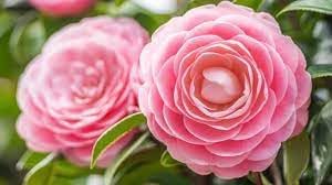 Camellia Pink White Flower seeds for Planting - Hardy Variety, Heirloom & GMO Free Seeds for Home Garden
Sale seeds for home garden
