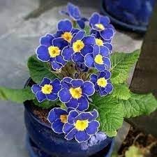 Heirloom Primrose Flower seeds for Planting Fragrant Blossoms Heirloom & GMO Free Seeds for Home Garden
Sale for planting in home garden