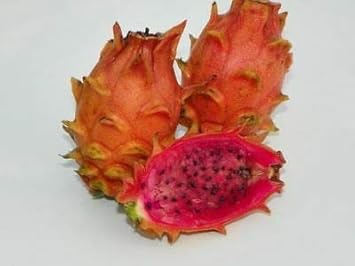 Light Orange Pitaya Fruit Seeds - Easy Planting For Exotic Fruits
