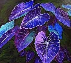Dark Blue Caladium Flower seeds for Planting - Colorful Display, Heirloom & GMO Free Seeds for Home Garden
Sale seeds for home garden