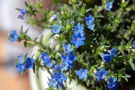 Heirloom Lithodora Flower seeds for Planting Compact Growth Heirloom & GMO Free Seeds for Home Garden
Sale for planting in home garden