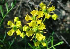 Ruta Graveolens Flower seeds for Planting Fragrant Blossoms Heirloom & GMO Free Seeds for Home Garden
Sale for planting in home garden