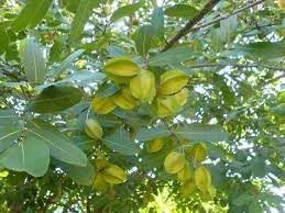 Majestic Koha Tree Seeds for Planting - Grow Your Own Majestic Trees