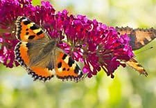 Pink Buddleia Davidii Flower seeds for Planting - Colorful Display, Heirloom & GMO Free Seeds for Home Garden
Sale seeds for planting in home garden