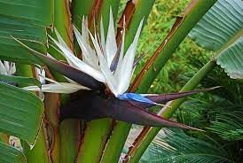 Strelitzia Flower seeds for Planting Colorful Display Heirloom & GMO Free Seeds for Home Garden
Sale for planting in home garden