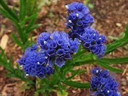 Statice Pale Blue Flower seeds for Planting - Shade Tolerant, Heirloom & GMO Free Seeds for Home Garden
Sale seeds for home garden