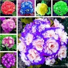 African Flower seeds for Planting - Shade Tolerant, Heirloom & GMO Free Seeds for Home Garden
Sale seeds for home garden