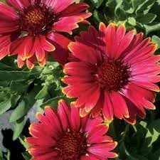 Heirloom Gaillardia Aristata Flower seeds for Planting Bright Blooms Heirloom & GMO Free Seeds for Home Garden
Sale for planting in home garden