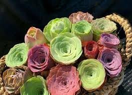 Greenovia Flower seeds for Planting - Premium Quality, Heirloom & GMO Free Seeds for Home Garden
Sale seeds for home garden