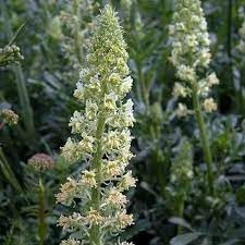 Heirloom Mignonette Flower seeds for Planting Sun Loving Heirloom & GMO Free Seeds for Home Garden
Sale for planting in home garden