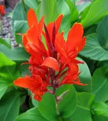 Tall Canna Lily Flower seeds for Planting - Sun Loving, Heirloom & GMO Free Seeds for Home Garden
Sale seeds for home garden