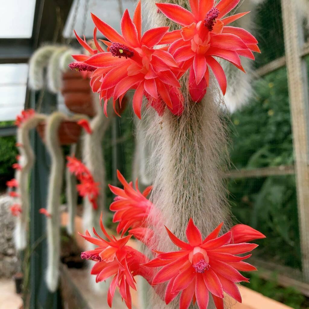 Cleistocactus Colademononis Flower seeds for Planting - Drought Tolerant, Heirloom & GMO Free Seeds for Home Garden