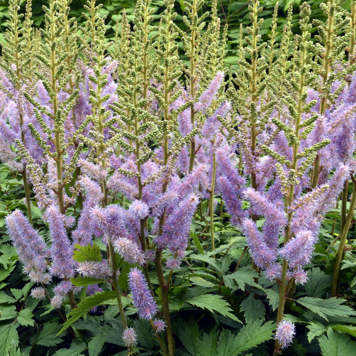 Blue Astilbe Flower Seeds for Planting