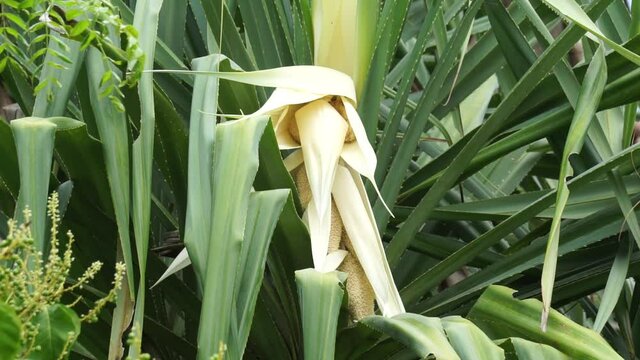 Heirloom Screwpine Flower seeds for Planting Cut Flower Favorite Heirloom & GMO Free Seeds for Home Garden