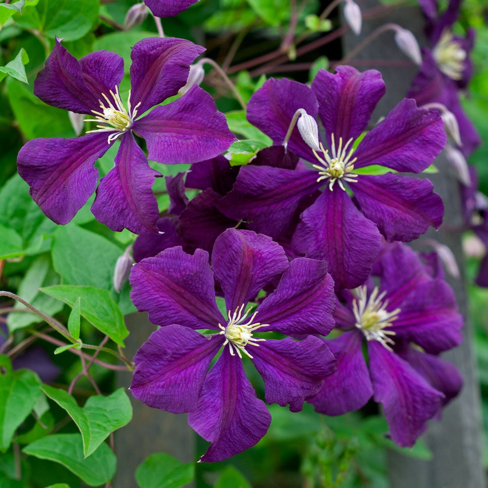 Clematis Flower seeds for Planting Hardy Variety Heirloom & GMO Free Seeds for Home Garden