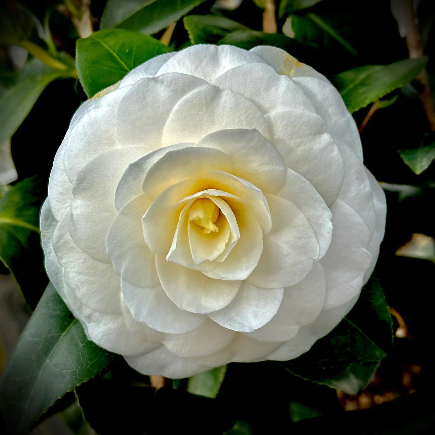 Heirloom Camelia Flower seeds for Planting Sun Loving Heirloom & GMO Free Seeds for Home Garden