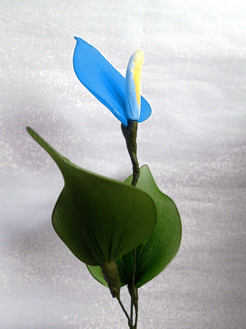Sky Blue Yellow Anthurium Flower seeds for Planting - Vibrant Colors, Heirloom & GMO Free Seeds for Home Garden