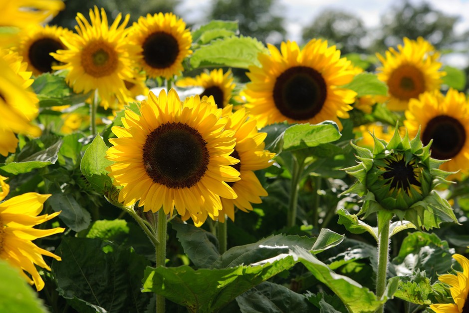 Heirloom Sunshine Flower seeds for Planting Cut Flower Favorite Heirloom & GMO Free Seeds for Home Garden