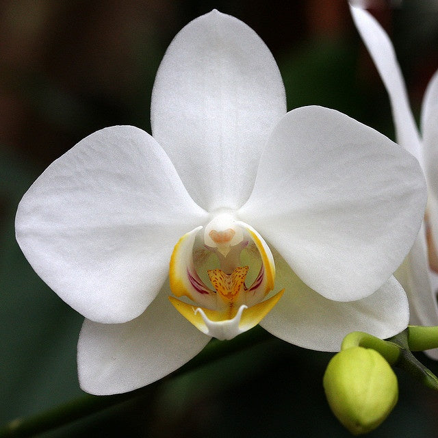 Orchid Phalaenopsis Flower seeds for Planting, Easy to Grow Heirloom & GMO Free Seeds for Home Garden