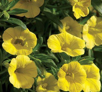 Brighten Your Garden with Calibrachoa Flower Seeds - Planting Yellow Blooms for Stunning Arrangements