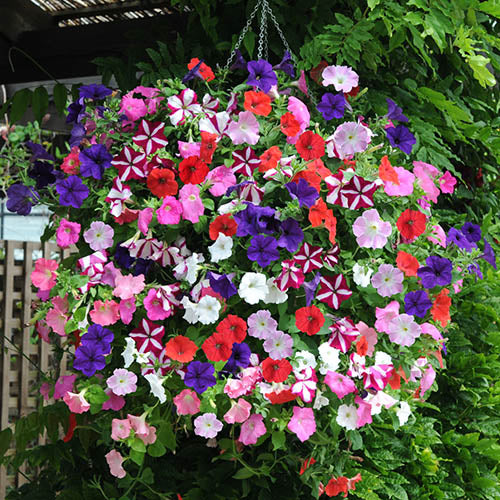 Hanging Petunia Flower Seeds For Planting Mixed
