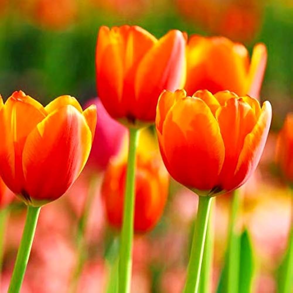 Deep Orange Tulip Seeds for Planting