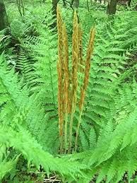 Cinnamon Fern Spores Flower seeds for Planting - Seasonal Bloomer, Heirloom & GMO Free Seeds for Home Garden
Sale seeds for home garden