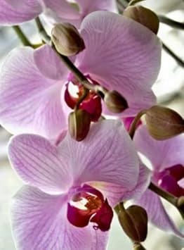 White Violet Phalaenopsis Orchid Flower seeds for Planting - Drought Tolerant, Heirloom & GMO Free Seeds for Home Garden
Sale seeds for home garden