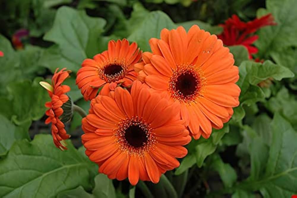 Orange Gerbera Jamesonii Flower seeds for Planting - Easy to Grow, Heirloom & GMO Free Seeds for Home Garden