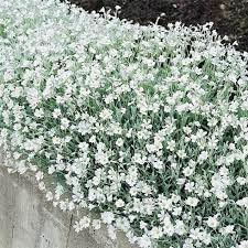 Carpet Flower seeds for Planting Colorful Display Heirloom & GMO Free Seeds for Home Garden
Sale for planting in home garden